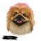 Pekingese dog portrait isolated. Digital art for web, t-shirt print and puppy food cover design, clipart. Toy breed, Beijingese,