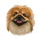 Pekingese dog portrait isolated. Digital art for web, t-shirt print and puppy food cover design, clipart. Toy breed, Beijingese,