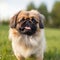 Pekingese dog portrait on a sunny summer day. Closeup portrait of a purebred Pekingese dog in the field. Outdoor Portrait of a