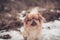 Pekingese dog posing on a nature winter background walking outdoors