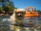 Pekingese dog sailing rubber boat in kiddie pool