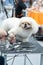 Pekingese at the Dog Show, grooming on the table