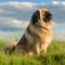 Pekingese dog sitting on the green meadow in a summer green field. Portrait of a Pekingese dog sitting on the grass with a summer