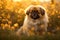 Pekingese dog sitting in meadow field surrounded by vibrant wildflowers and grass on sunny day ai generated