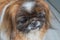 Pekingese dog. Small dog. Image of pekingese dog.