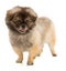 Pekingese dog in stand