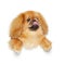 Pekingese dog on white background