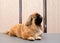 Pekingese lies on the table with a new haircut in the animal salon