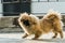 Pekingese or lion dog
