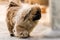 Pekingese or lion dog