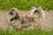 Pekingese Lion-Dog