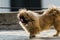 Pekingese or lion dog with licking nose