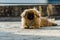 Pekingese or lion dog sitting on ground