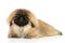 Pekingese lying down on white background