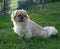 Pekingese male dog in the sun