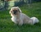 Pekingese male dog in the sun