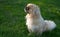 Pekingese male dog in the sun