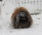 Pekingese male on snow during winter