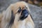 Pekingese - Originating from China