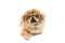 Pekingese portrait