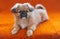 Pekingese puppies sitting couch sofa settee chaise pink background