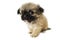Pekingese puppy