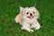 Pekingese Puppy 2