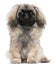 Pekingese puppy, 6 months old, sitting