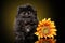 Pekingese puppy with sunflower