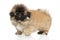 Pekingese puppy on white background