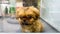 Pekingese puppy in the window of a pet store looks at the camera and he wants to get out