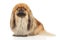 Pekingese on white background