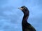 Pelagic cormorant