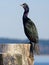 Pelagic cormorant