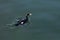 Pelagic Cormorant bird