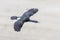 Pelagic cormorant bird