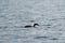 Pelagic Cormorant feeding at seaside