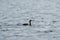 Pelagic Cormorant feeding at seaside