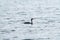 Pelagic Cormorant feeding at seaside