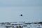 Pelagic Cormorant flying at seaside