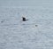 Pelagic Cormorant flying at seaside