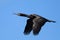 Pelagic Cormorant (Phalacrocorax pelagicus) in fli