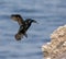 Pelagic Cormorant, Phalacrocorax pelagicus pelagicus