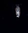 A pelagic nudibranch swimming at night.