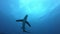 Pelagic Thresher Fox Shark, Alopias pelagicus, underwater swim in blue ocean.