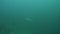 Pelagic Thresher Fox Shark, Alopias pelagicus, underwater swim in blue ocean.