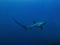 Pelagic Thresher Shark Alopias pelagicus