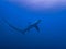 Pelagic Thresher Shark Alopias pelagicus