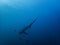 Pelagic Thresher Shark Alopias pelagicus