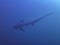 Pelagic Thresher Shark Alopias pelagicus